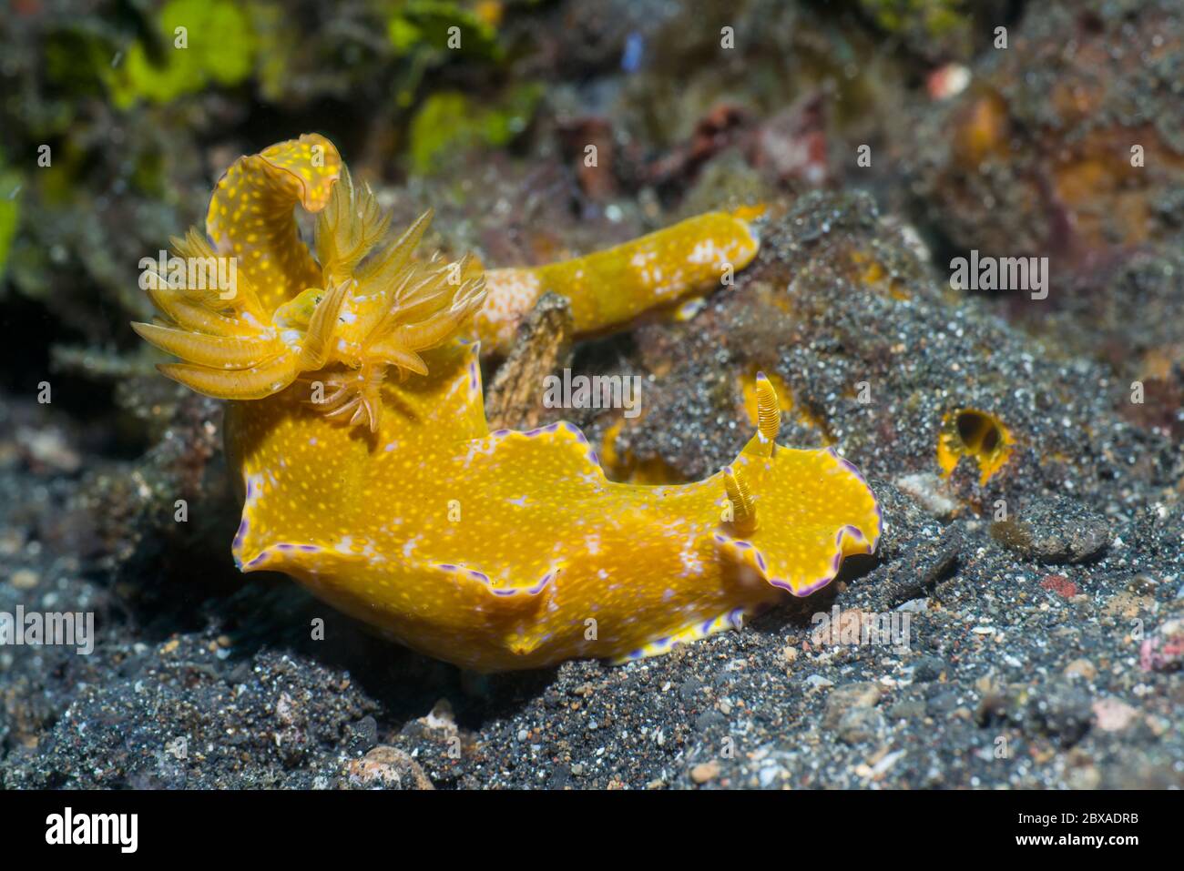 Ceratosoma mit vielen Loppen [Ceratosoma tenue]. Lembeh Strait, Nord-Sulawesi, Indonesien. Stockfoto