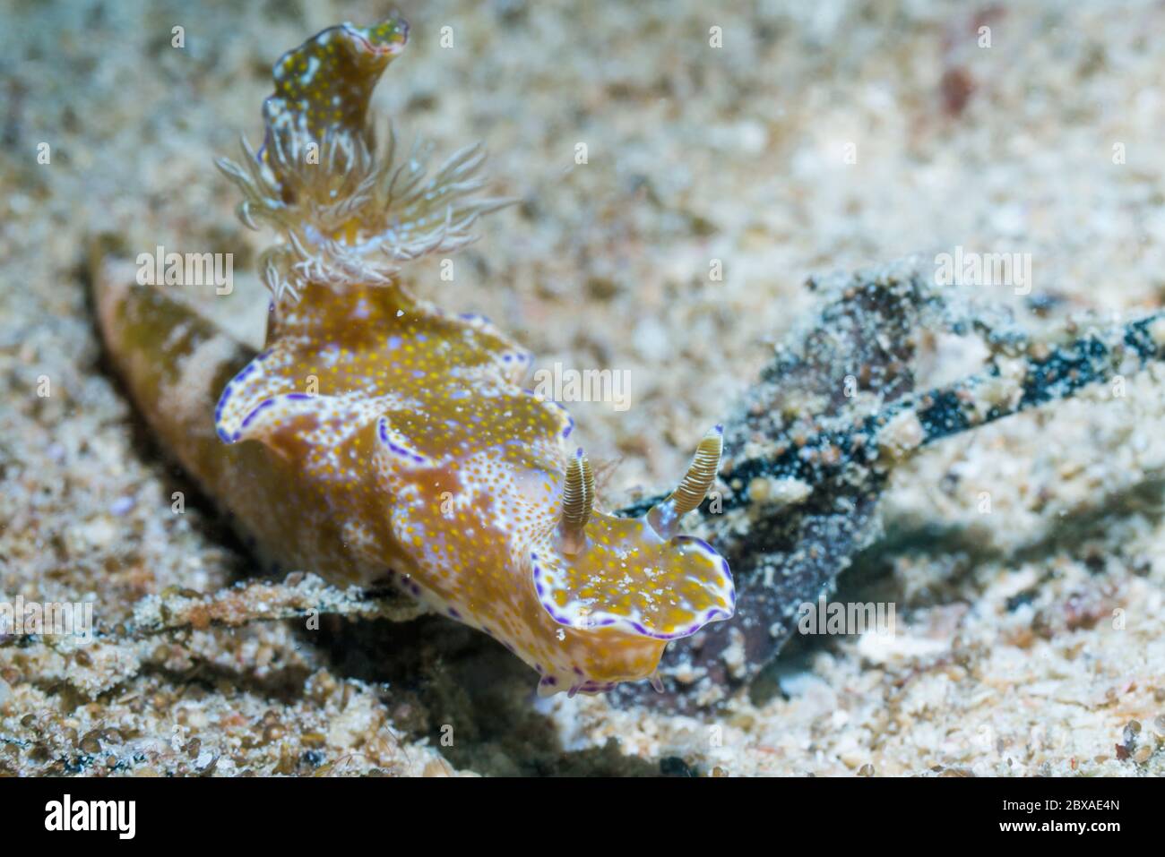 Nudibranch - Ceratosoma tenue. West Papua, Indonesien. Indo-West-Pazifik. Stockfoto