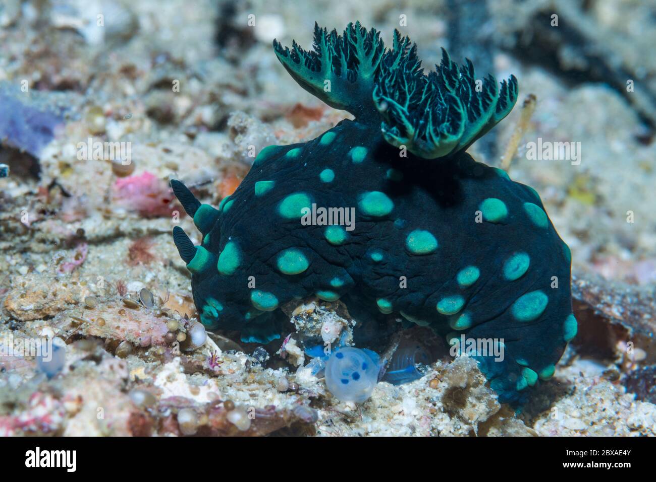 Nacktschnecken - Nembrotha cristata Fütterung auf Unterteilchen. West Papua, Indonesien. Indo-West-Pazifik. Stockfoto