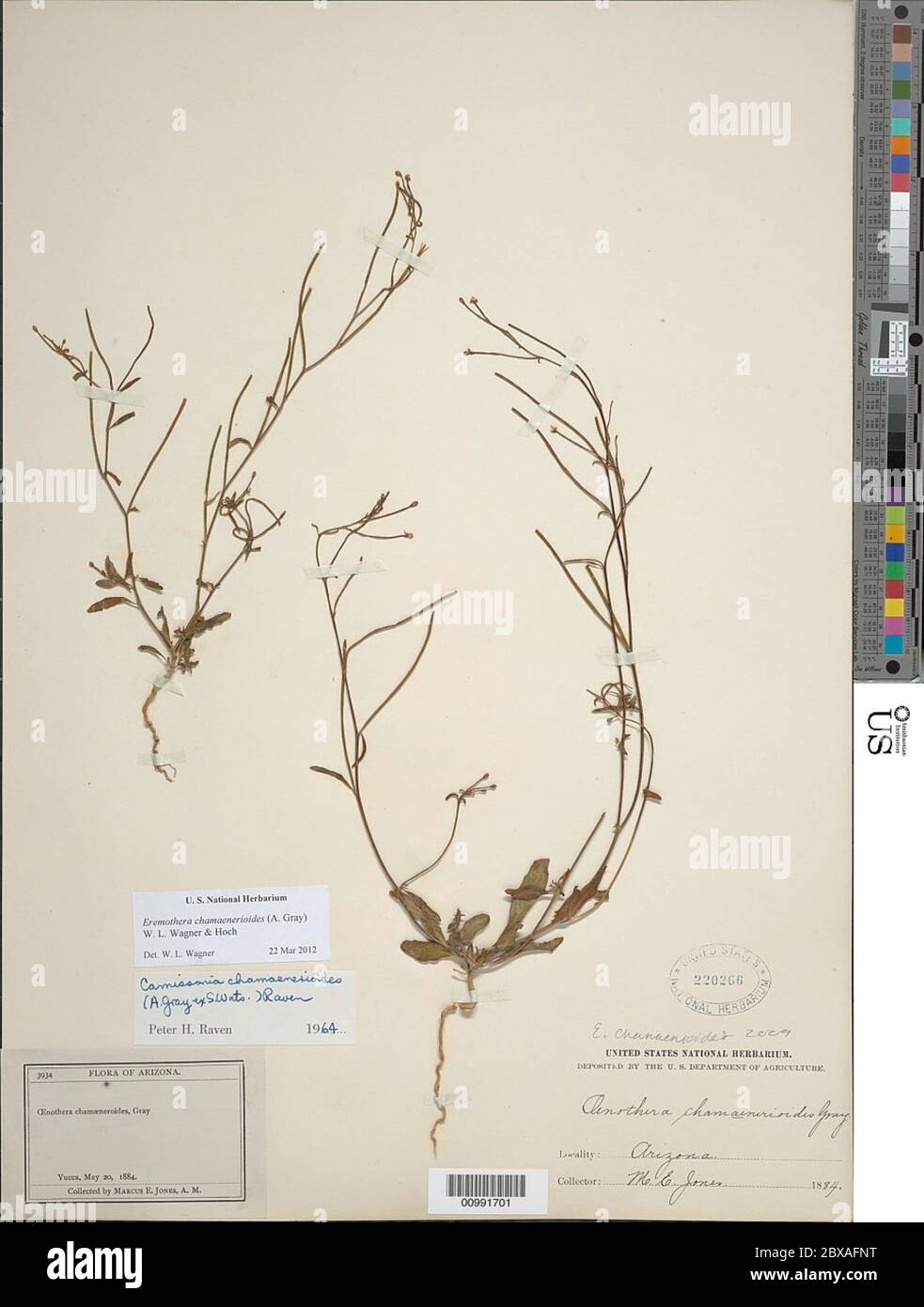 Eremothera chamaenerioides A Grey WL Wagner hoch Eremothera chamaenerioides A Grey WL Wagner hoch. Stockfoto