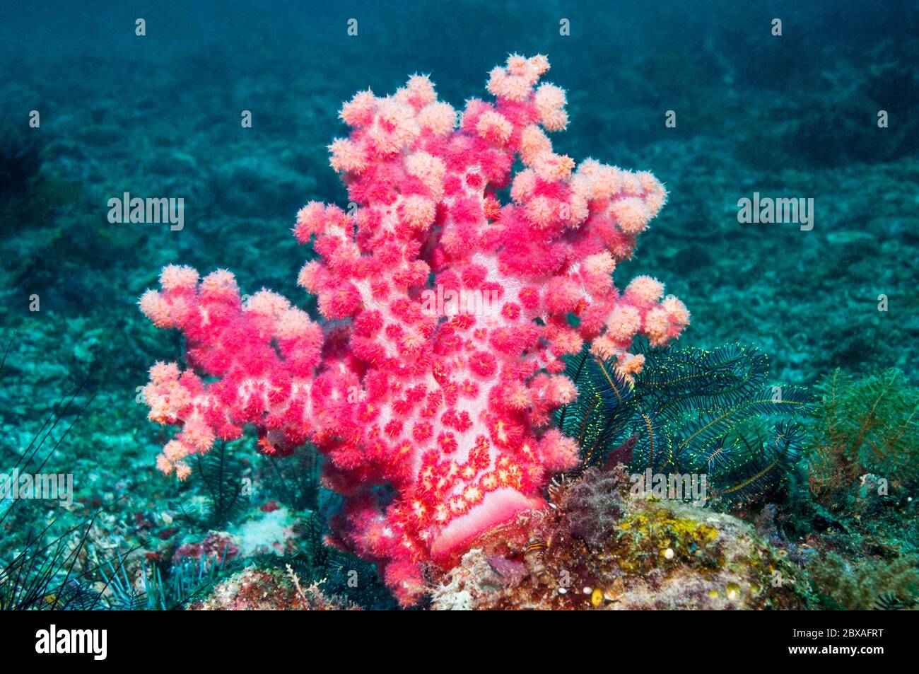 Weichkorallen [Dendronephthya sp.].  Cebu, Malapascua Island, Philippines. Stockfoto