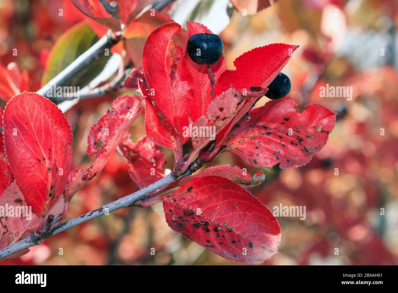 Zweig mit roten Blättern und schwarzen Früchten der Apfelbeere. Blätter von Aronia melanocarpa mit schwarzen Flecken. Stockfoto