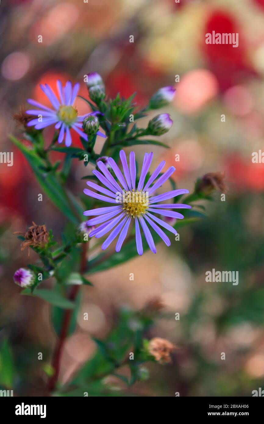 Asteraceae oder Compositae aus der Familie der blühenden Pflanzen Angiospermae im Garten blühenden Stockfoto