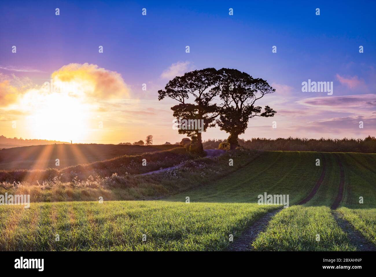 Sonnenuntergang Himmel an den küssenden Bäumen in der Nähe einer Stadt namens Kinghorn in Fife, Schottland, Großbritannien. Stockfoto