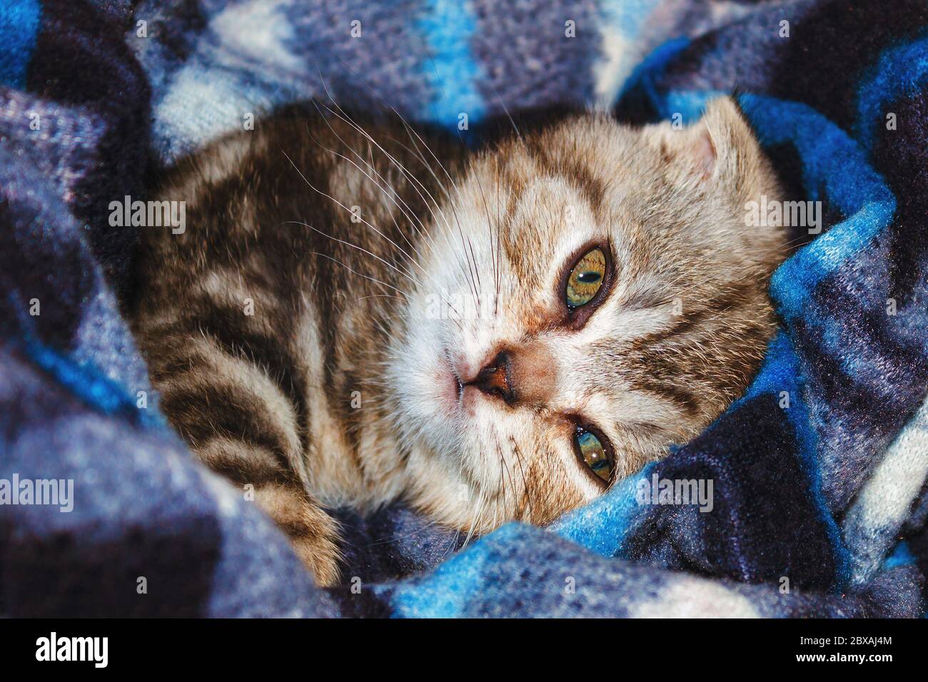 Gestreifte niedliche Kätzchen Scottish Fold Rasse in Decke liegen Stockfoto