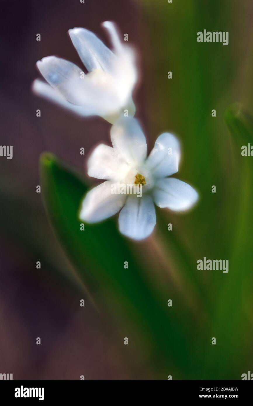 Weiße frühe Frühlingsblumen auf grünem Hintergrund, künstlerische weiche selektive Fokus Stockfoto