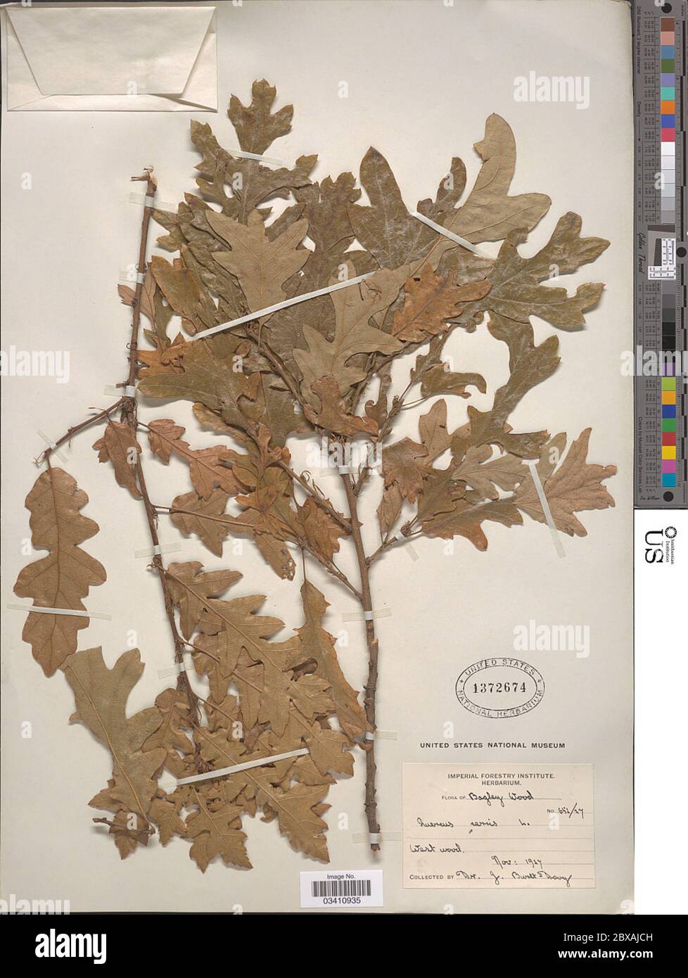 Quercus cerris L Quercus cerris L. Stockfoto