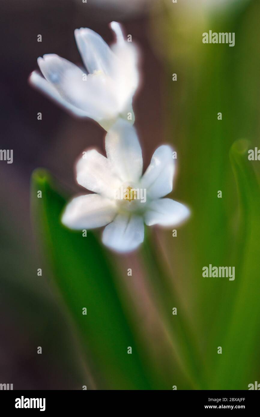 Weiße frühe Frühlingsblumen auf grünem Hintergrund, künstlerische weiche selektive Fokus Stockfoto