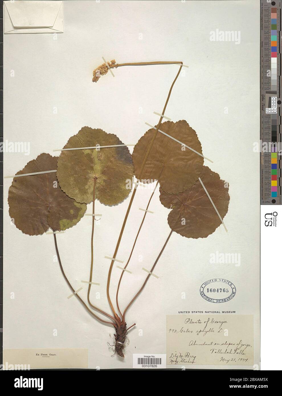 Galax aphylla L Galax aphylla L. Stockfoto