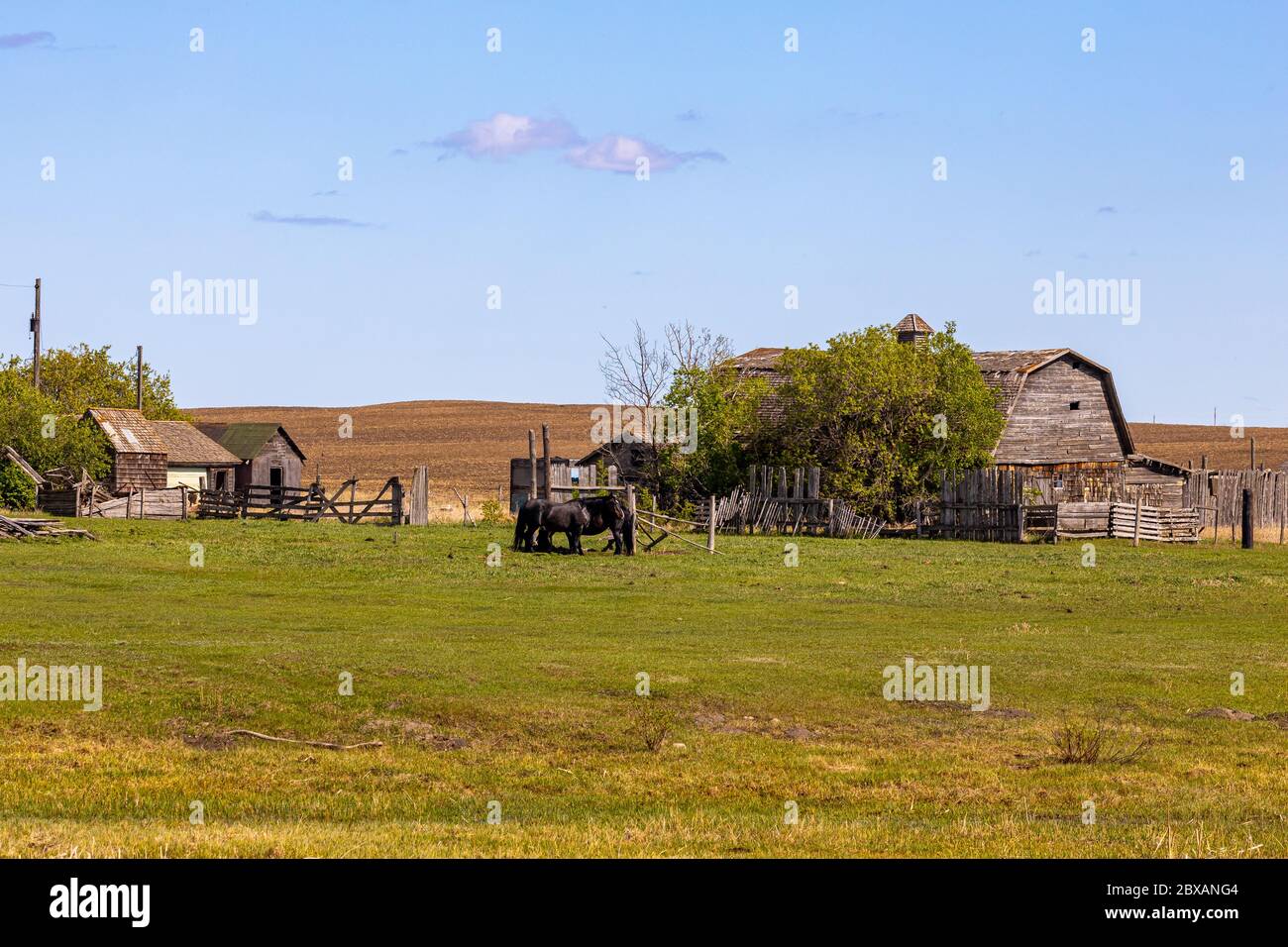 Alte Bauernhäuser und Scheunen, die in den Prärien von Saskatchewan gefunden wurden, die von den ersten Siedlern benutzt wurden und seit über 50 Jahren aufgegeben wurden. Stockfoto