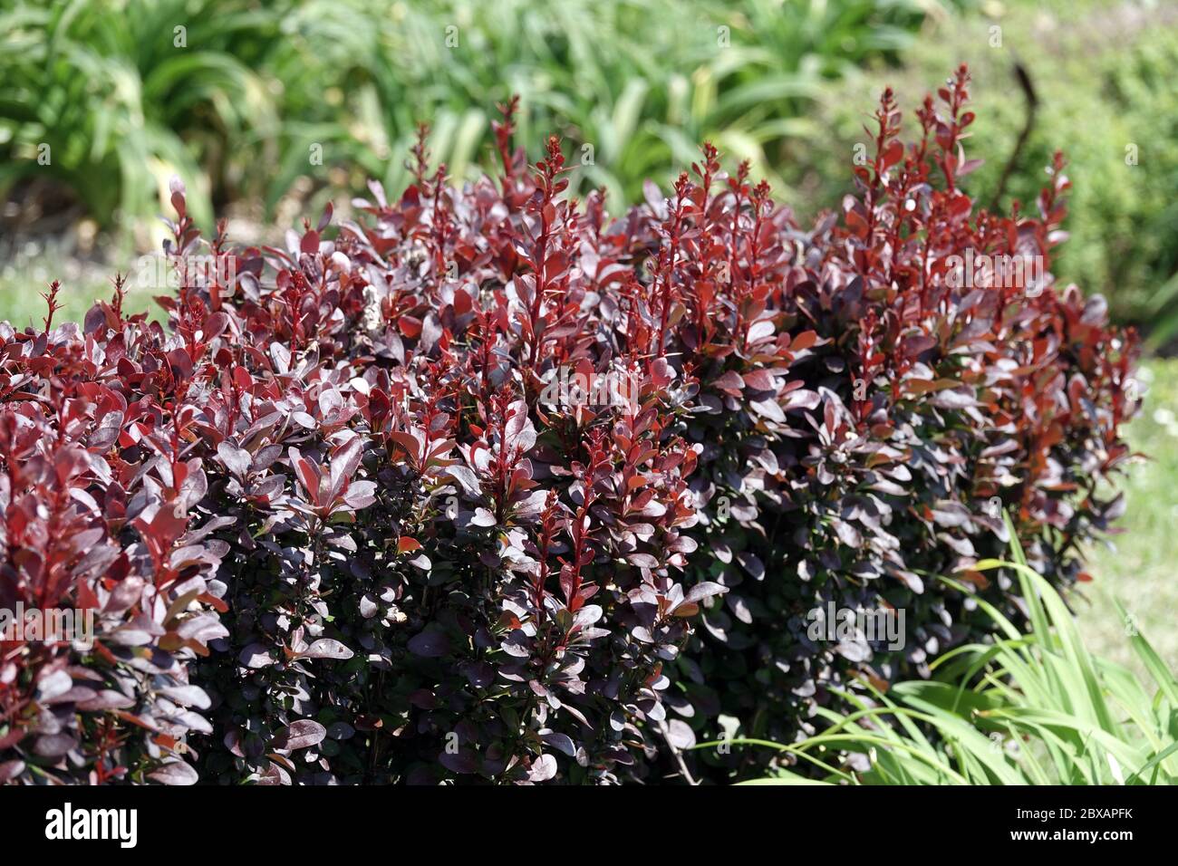 Berberis-Hecke Rote Säule, rote Hecke im Garten japanische Berberitze-Hecke Stockfoto