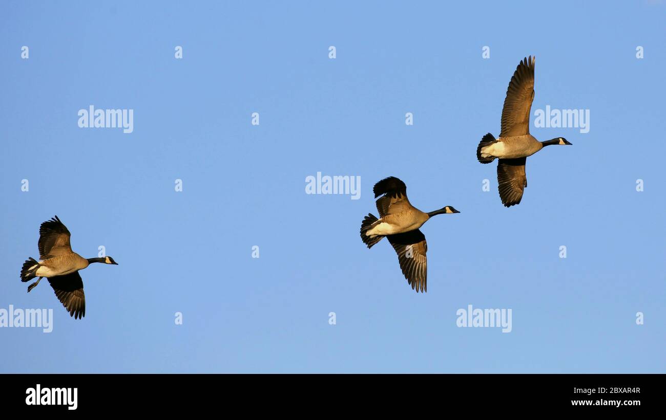 Drei Canada Gees im Flug am hellblauen Himmel. (Branta Canadensis ) Stockfoto