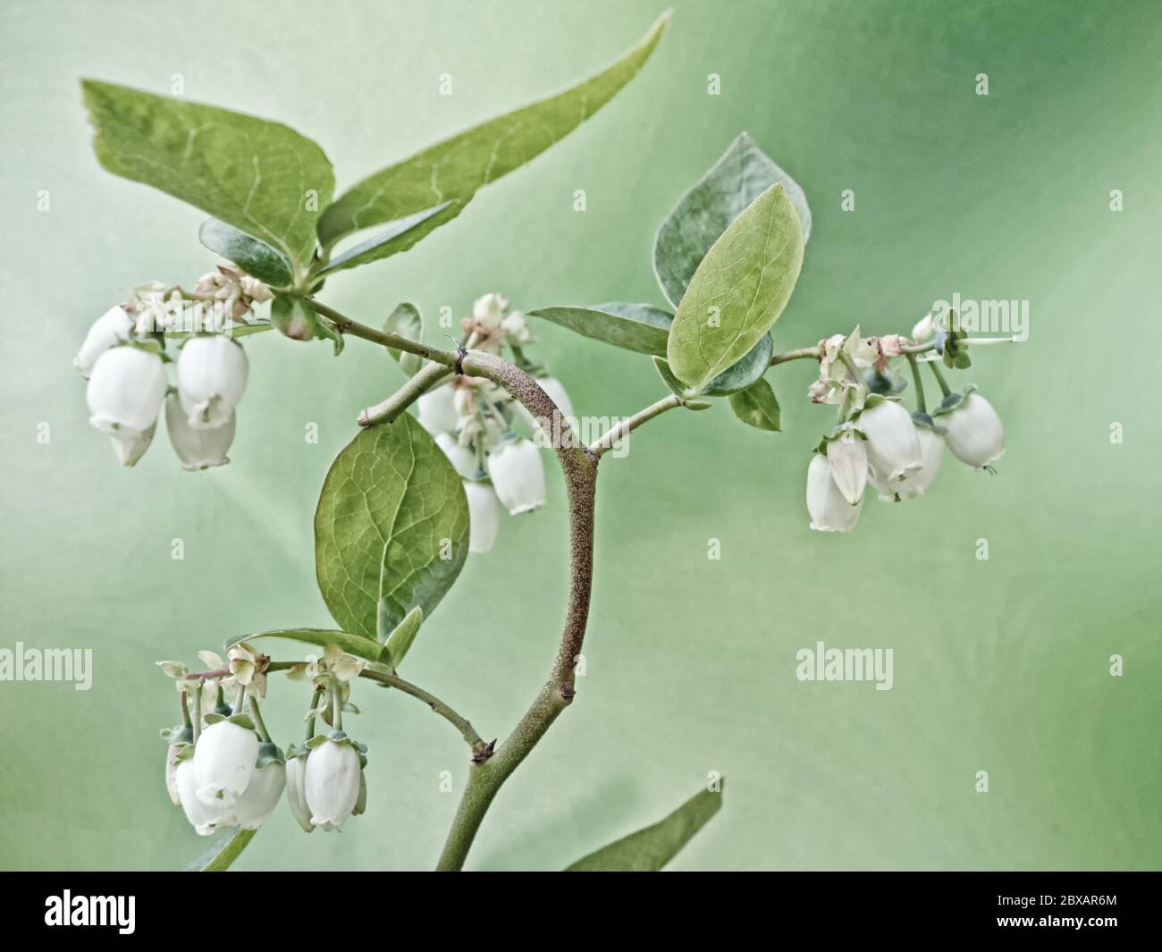 Nahaufnahme der weißen Blüten eines Heidelbeerbusches Stockfoto