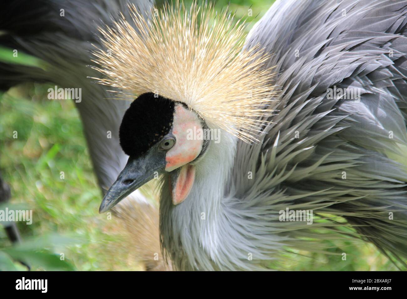 Mondo Verde Tropischer Park und Garten in Landgraaf, Niederlande Stockfoto