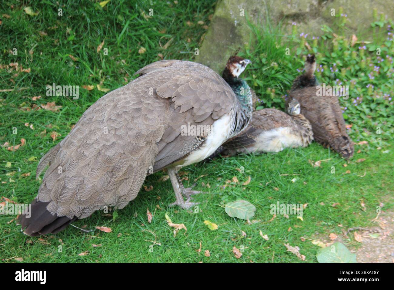 Mondo Verde Tropischer Park und Garten in Landgraaf, Niederlande Stockfoto