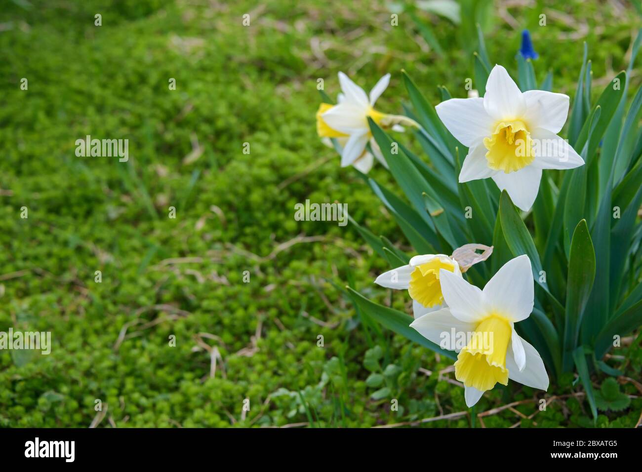 Weiß mit gelben mittleren Narzissen Blüten Frühling auf einem grünen verschwommenen Hintergrund von Gras. Stockfoto