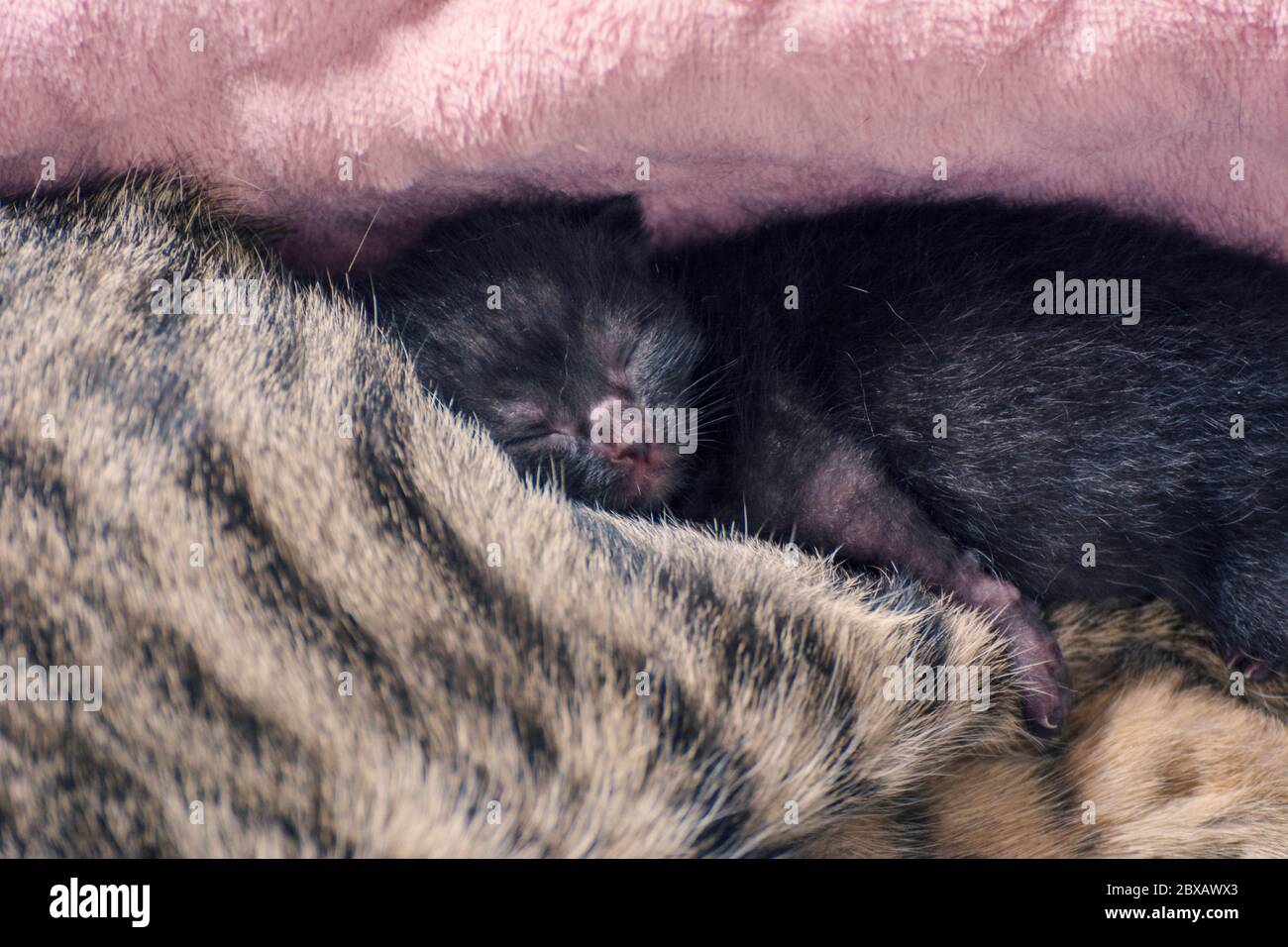 Neugeborene, entzückende Kätzchen saugen, spielen und schlafen in der Mutter Katze Fell Stockfoto