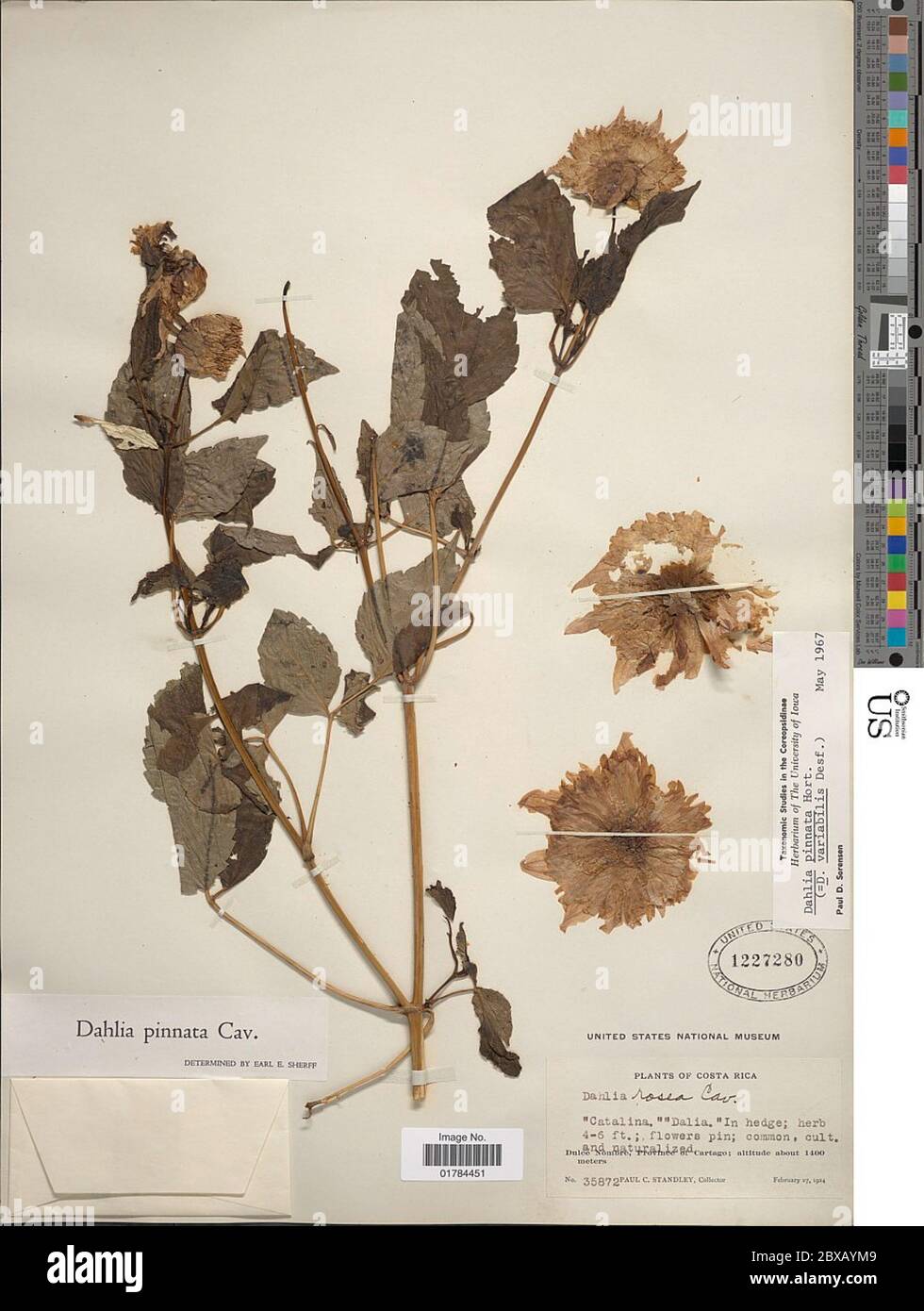 Dahlia pinnata Cav Dahlia pinnata Cav. Stockfoto