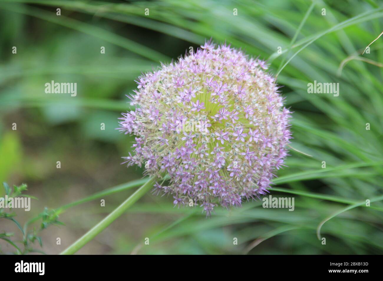 Mondo Verde Tropischer Park und Garten in Landgraaf, Niederlande Stockfoto