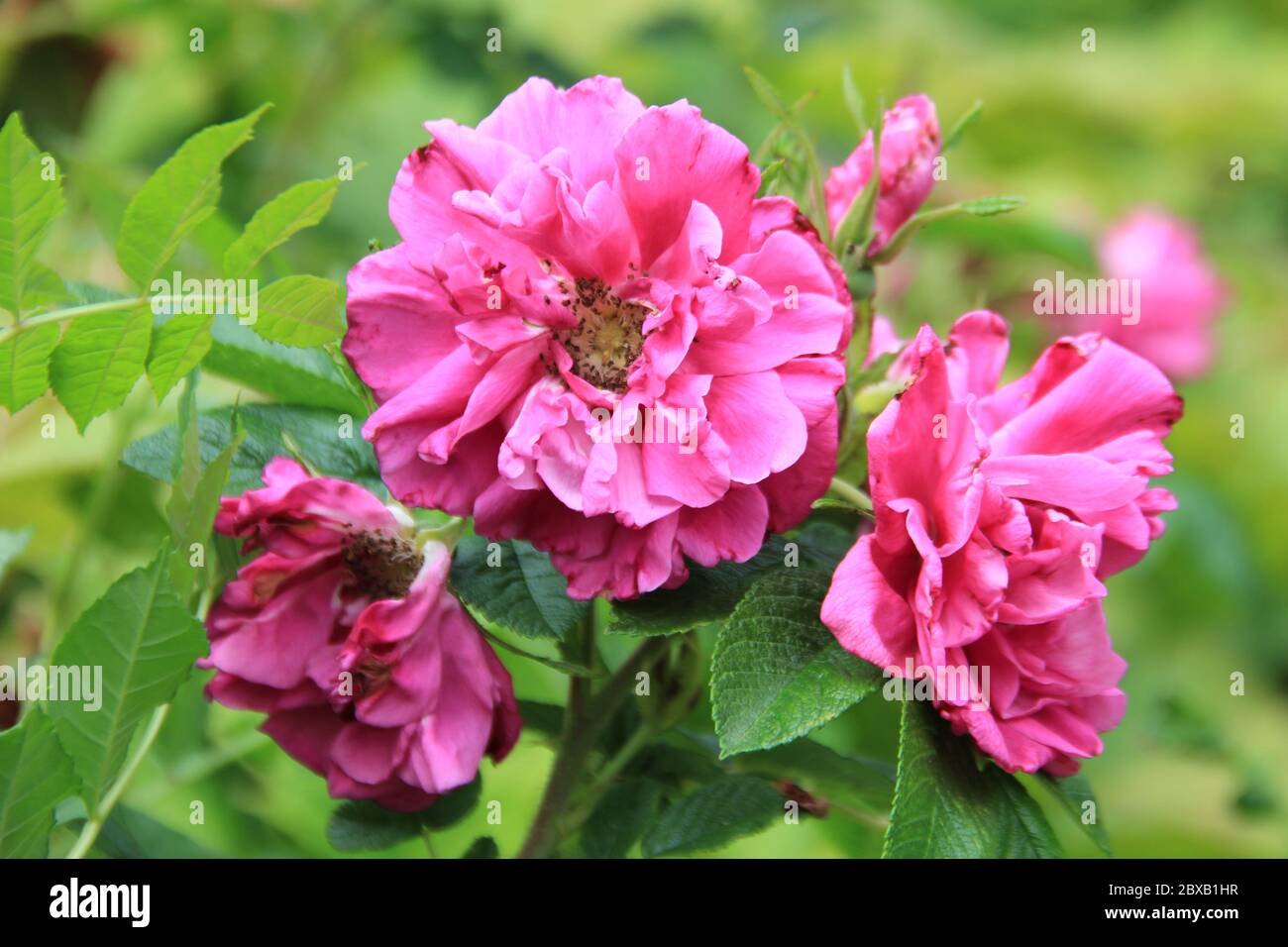 Mondo Verde Tropischer Park und Garten in Landgraaf, Niederlande Stockfoto