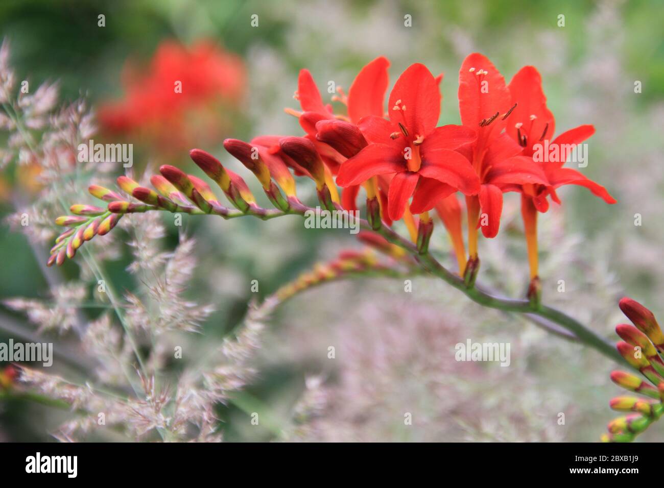 Mondo Verde Tropischer Park und Garten in Landgraaf, Niederlande Stockfoto