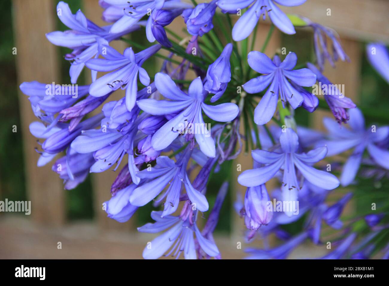 Mondo Verde Tropischer Park und Garten in Landgraaf, Niederlande Stockfoto
