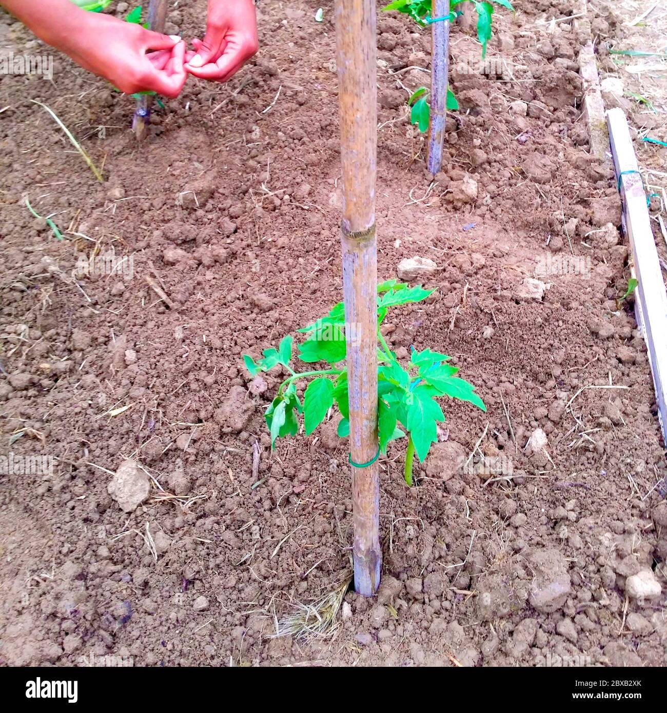 Tomatenpflanzen in Ihrem Hausgarten für eine nachhaltige, gesunde und schmackhafte Landwirtschaft auf null Kilometern, klebt, um die Tomatenpflanzen zu sammeln Stockfoto