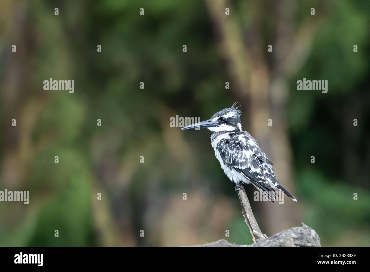 Erwachsener Eisvogel, Ceryle Rudis, auf einem Zweig über dem Lake Naivasha, Kenia. Der einzige schwarz-weiße Eisvogel in Ostafrika. Platz für Text Stockfoto