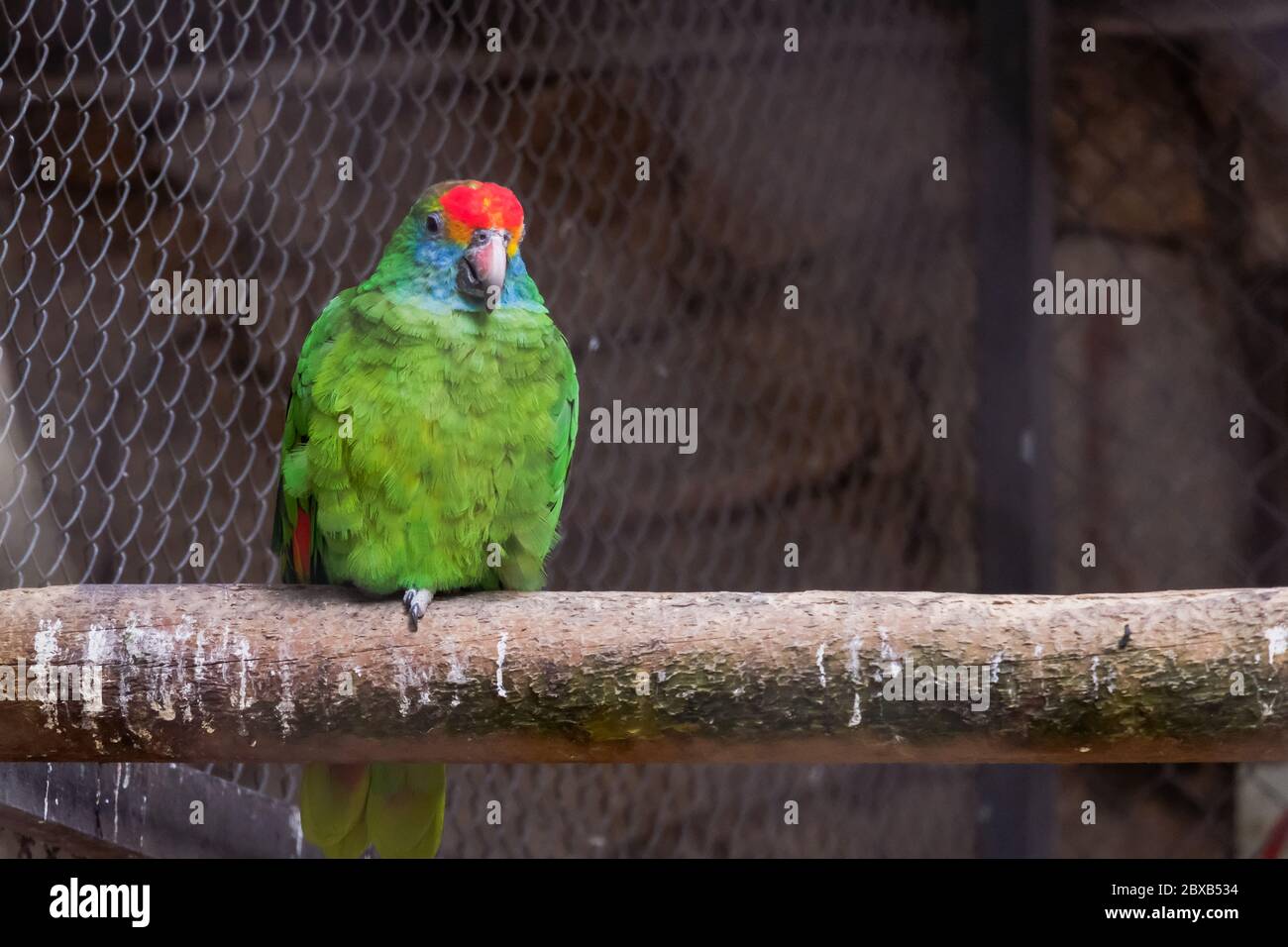 Grüner Papagei in einem weichen Hintergrund Stockfoto