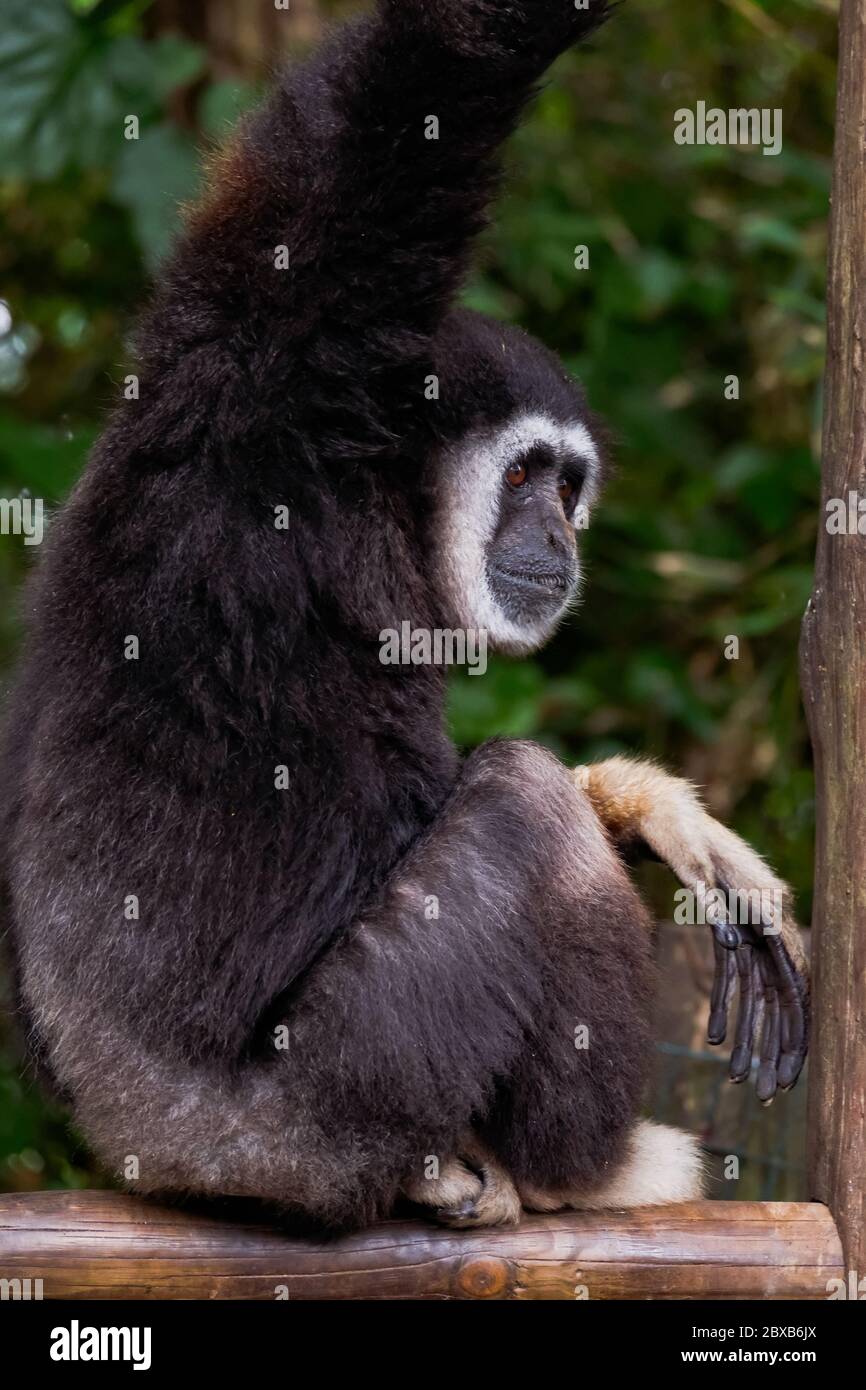 Gibbon-Affenmunter Mit Weißen Händen – „Hylobates Lar“ Stockfoto