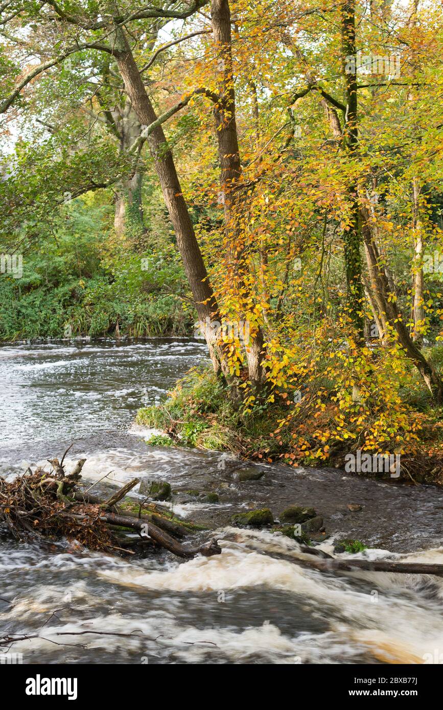 Gold und grün Herbstfarben der Blätter auf Buche Bäume überhängenden Schaum und schnell fließenden Gewässern des Flusses Erme, South Hams, Devon. Stockfoto