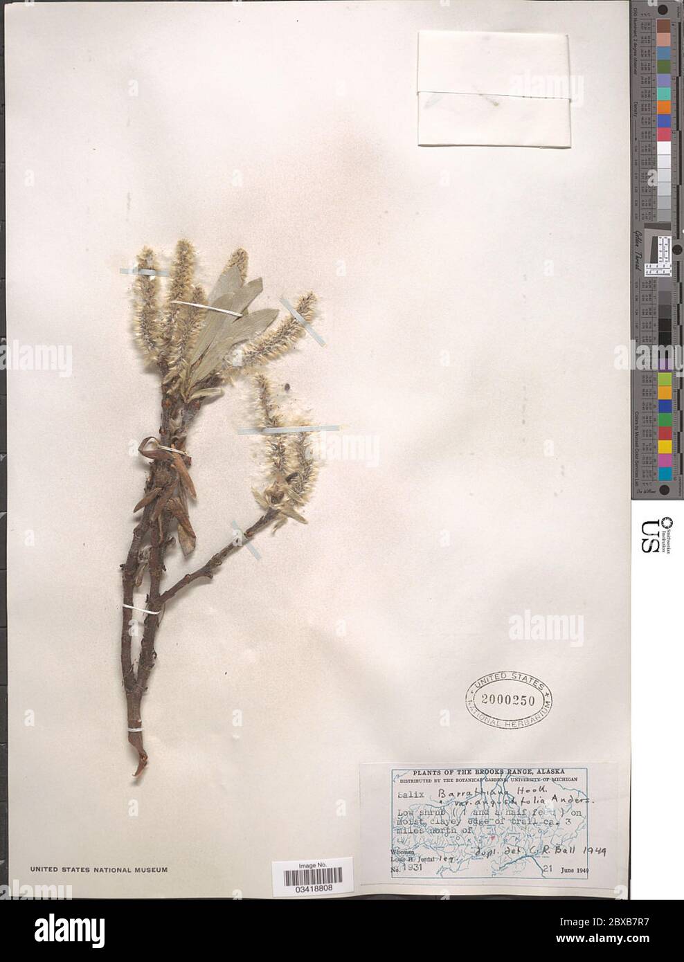 Salix barrattiana Fotos und Bildmaterial in hoher Auflösung Alamy