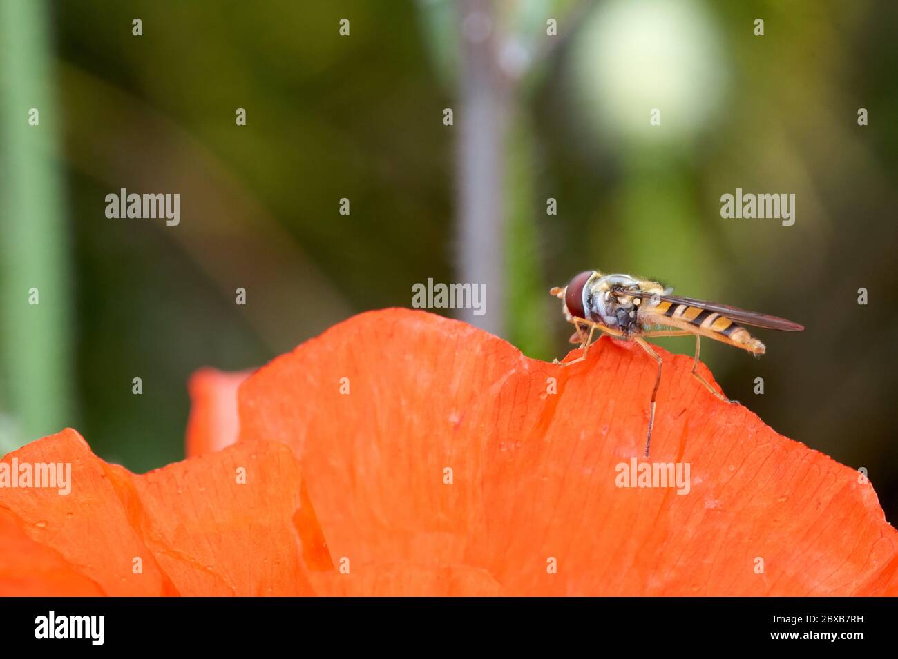 Winzige Schweben, Fliegen oder Blume fliegen Latin Eupeodes volucris, Familie Syrphidae Fütterung auf ein gemeinsames Mohn Blütenblatt Latin papver Klatschmohn im Frühling sehr nah bis Stockfoto