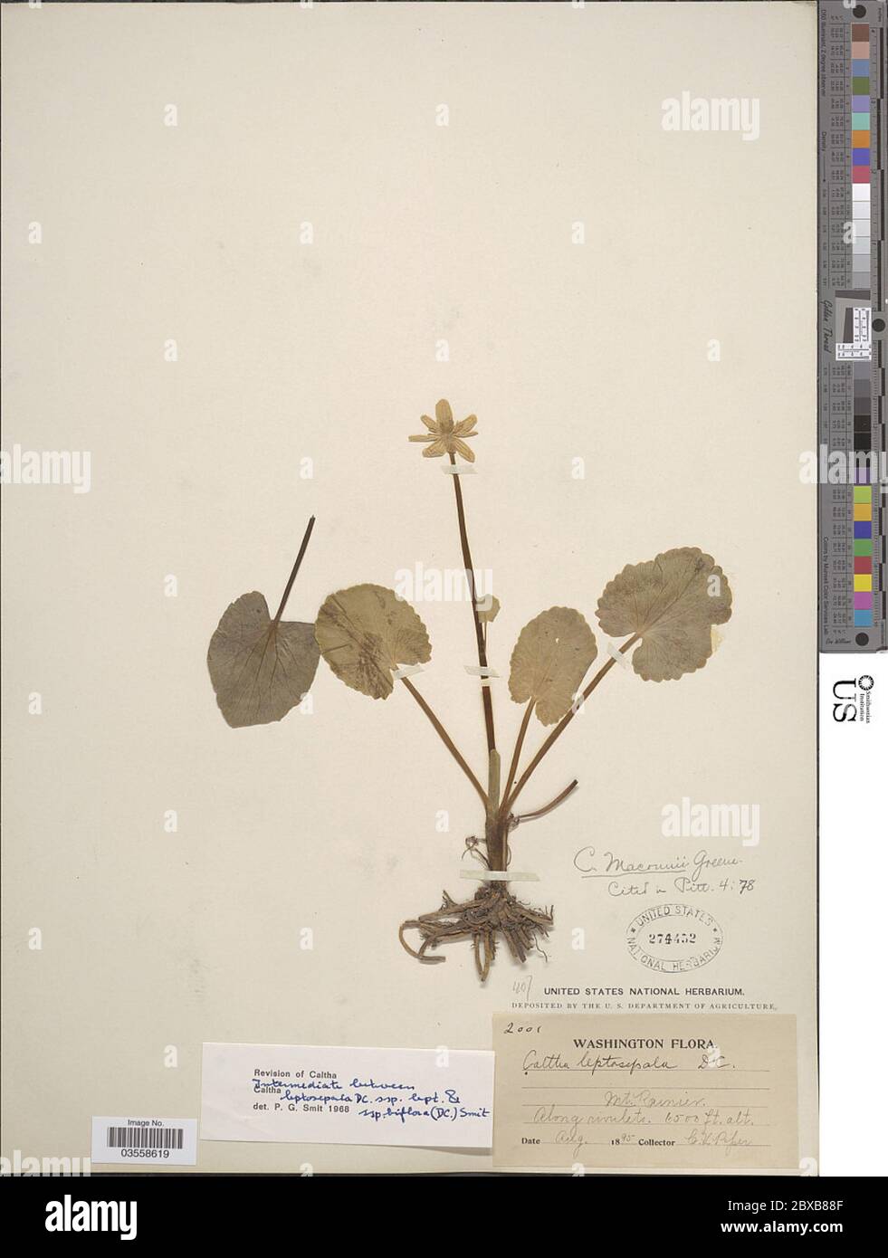 Caltha leptosepala subsp biflora DC Caltha leptosepala subsp biflora DC. Stockfoto
