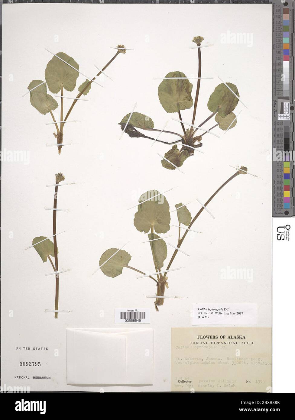 Caltha leptosepala DC Caltha leptosepala DC. Stockfoto