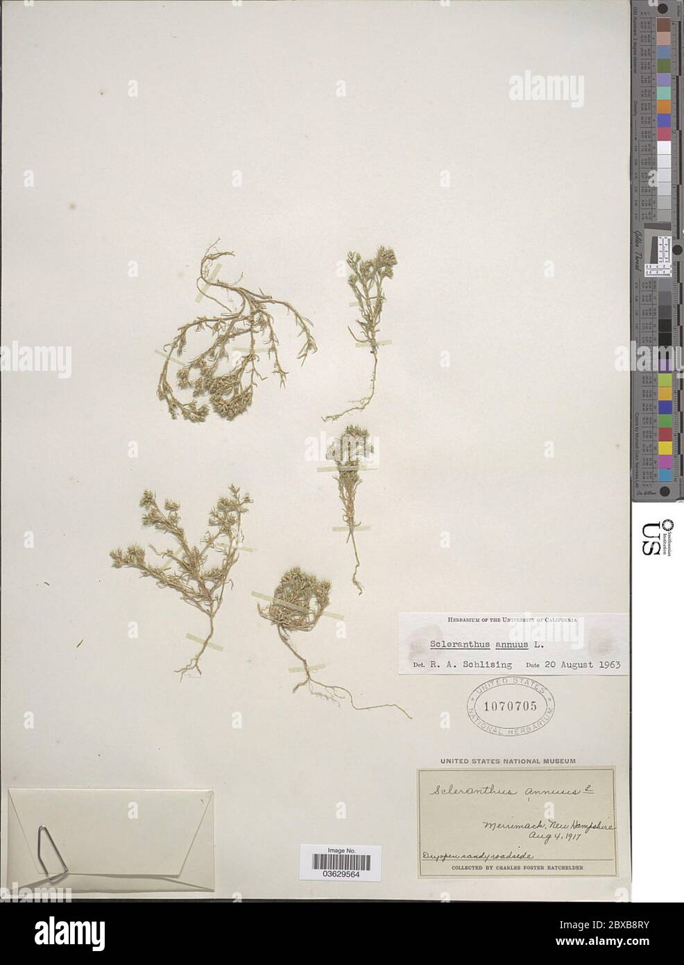 Scleranthus annuus L Scleranthus annuus L. Stockfoto