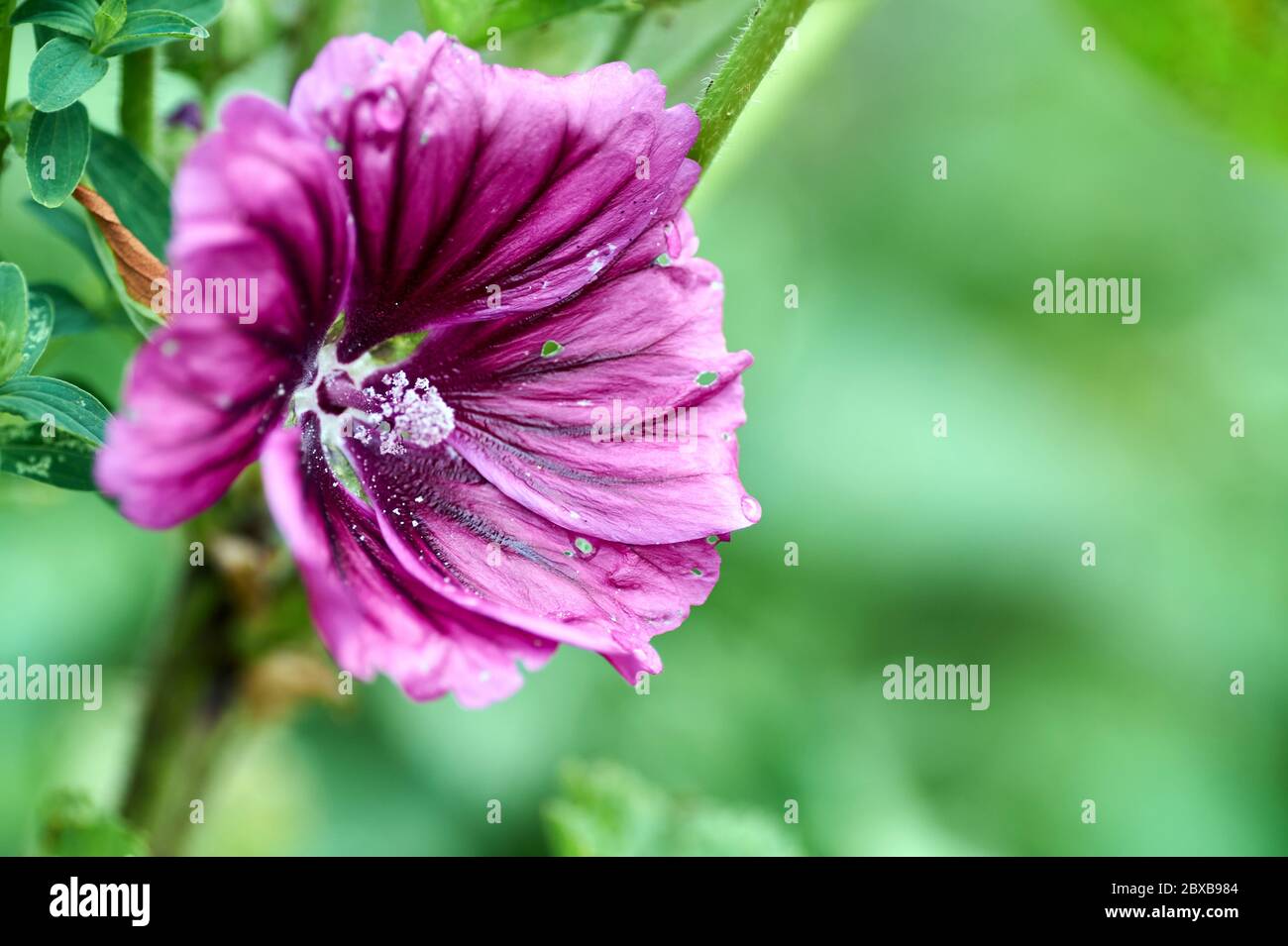 Schöne gesättigte Farbe Blume Alcea rosea, Pink Malve oder Hollyhock. Nahaufnahme von Alcea rosea, Pink Mallow oder Hollyhock im Garten. Konzept der Natur Stockfoto