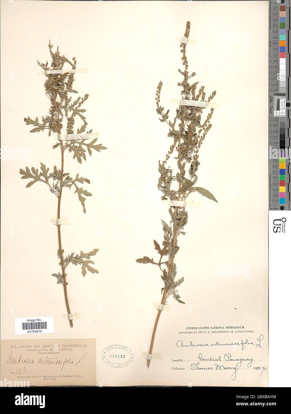 Ambrosia artemisiaefolia L Ambrosia artemisiaefolia L. Stockfoto