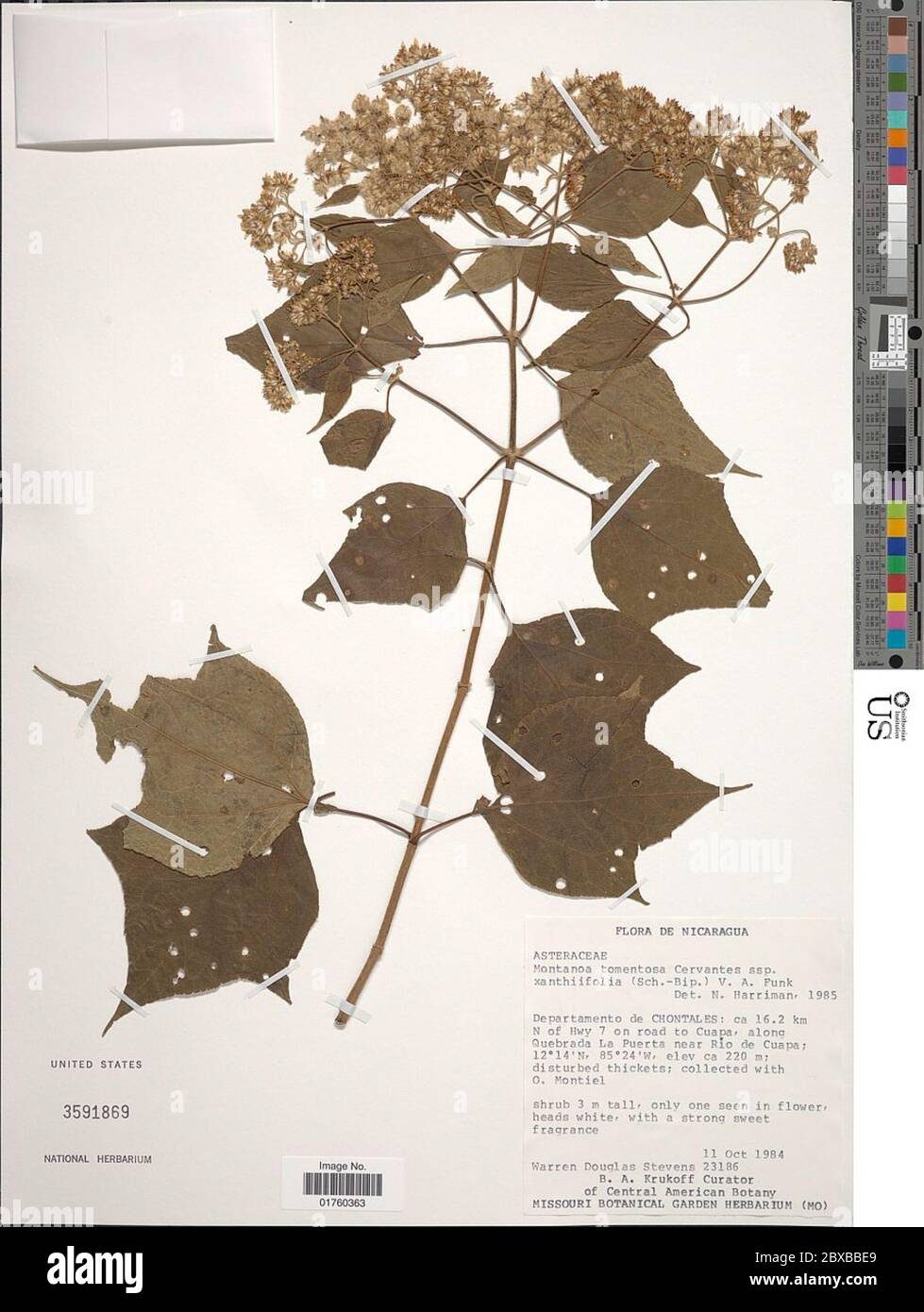 Montanoa tomentosa subsp xanthiifolia Schn BIP in C Koch VA Funk Montanoa tomentosa subsp xanthiifolia Schn BIP in C Koch VA Funk. Stockfoto