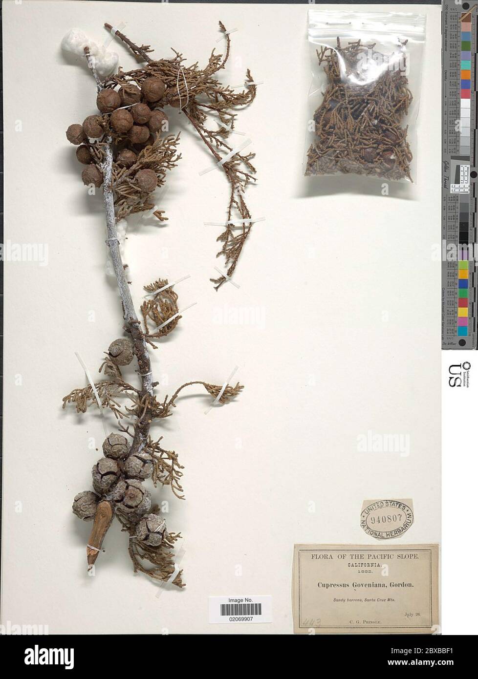 Cupressus goveniana Cupressus goveniana. Stockfoto