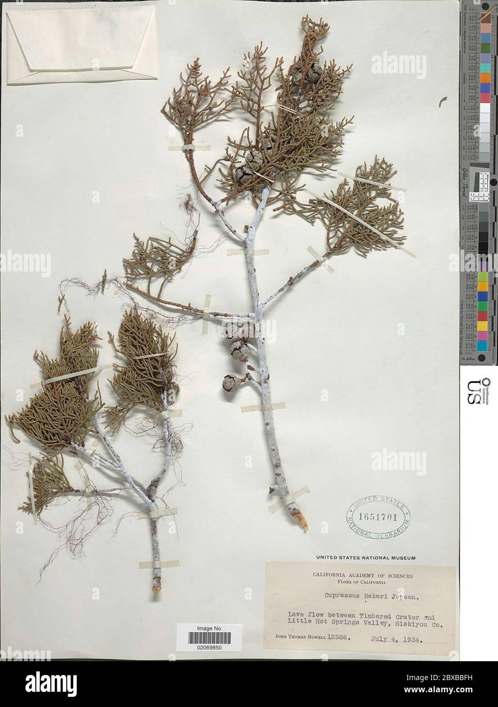 Cupressus bakeri Cupressus bakeri. Stockfoto