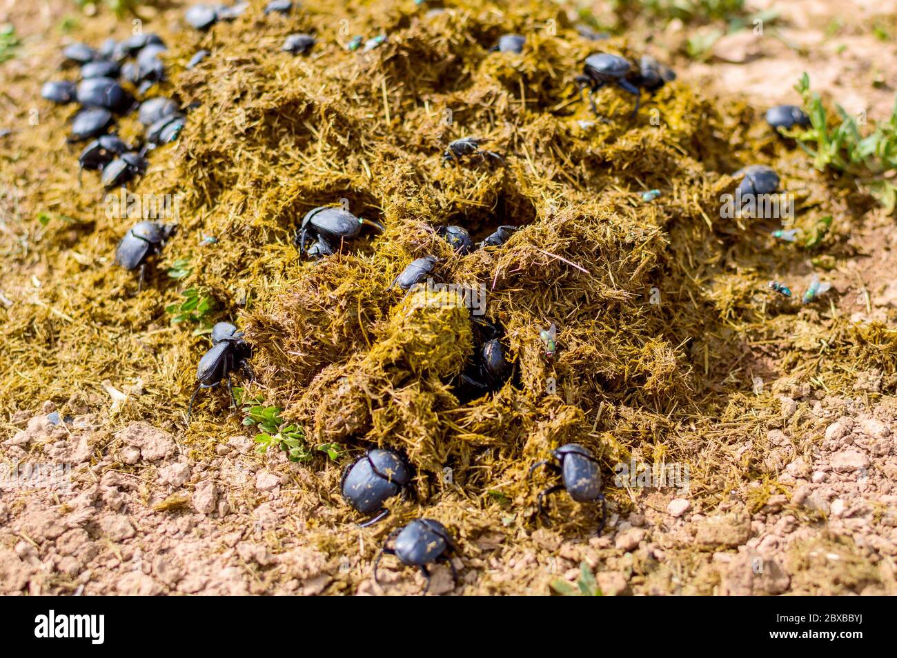 Gruppe von Scarabäus sacer of Sacred Scarab in Dung. Stockfoto