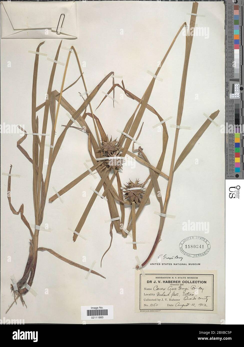 Carex greyi J Carey Carex greyi J Carey. Stockfoto