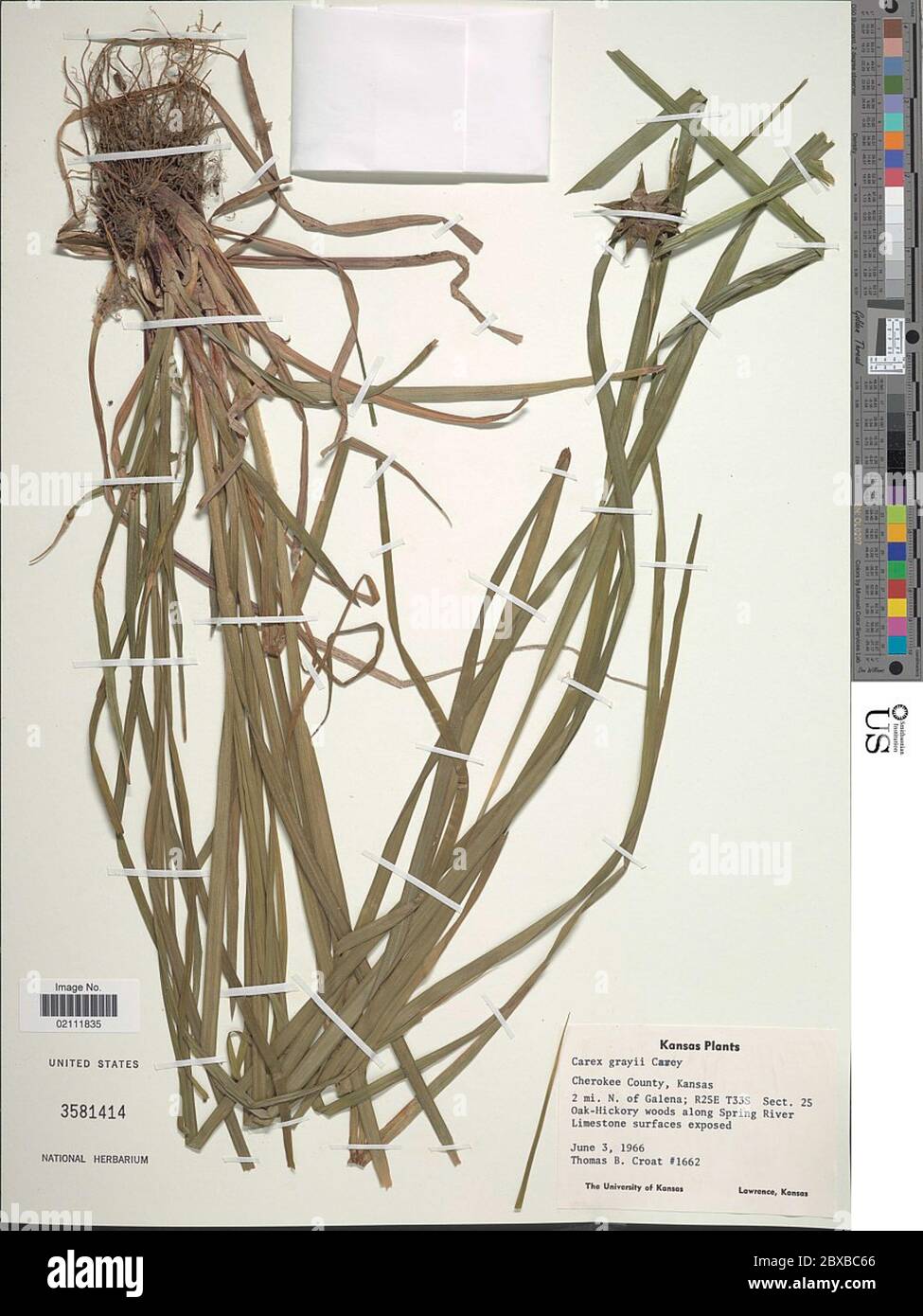 Carex greyi J Carey Carex greyi J Carey. Stockfoto