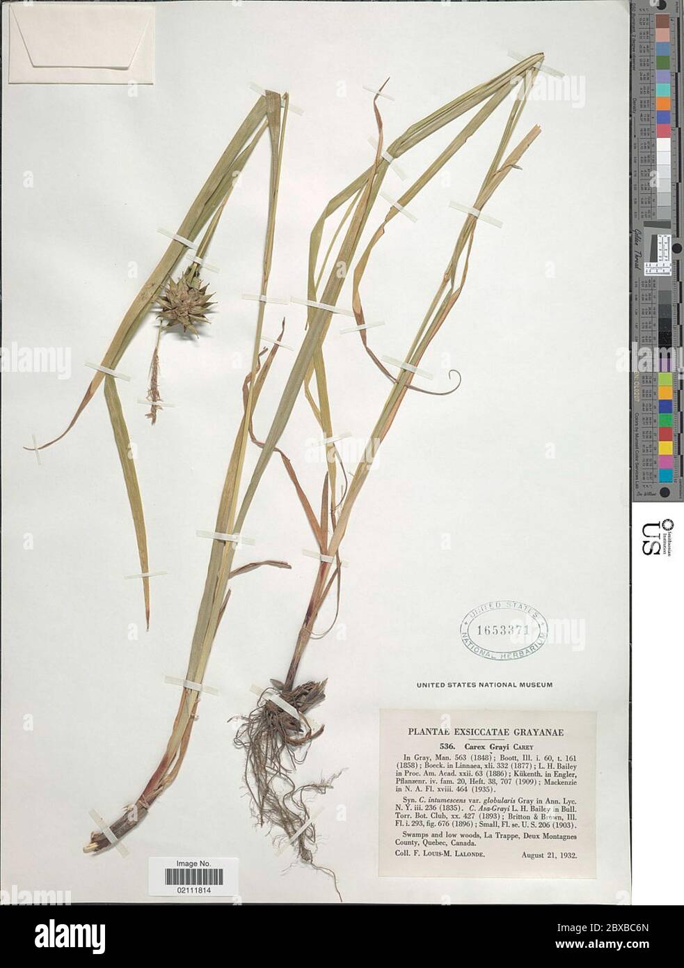 Carex greyi J Carey Carex greyi J Carey. Stockfoto