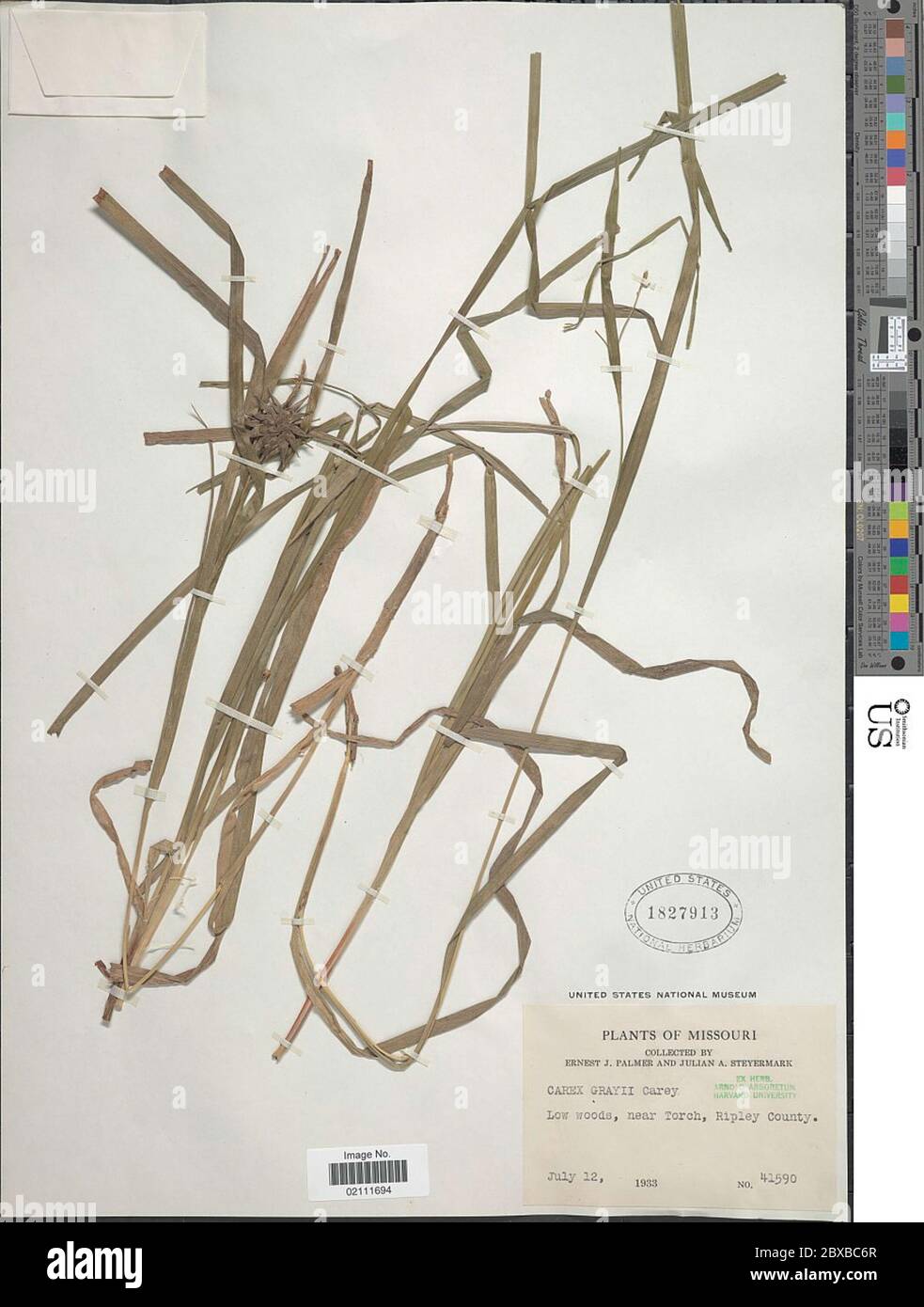 Carex greyi J Carey Carex greyi J Carey. Stockfoto
