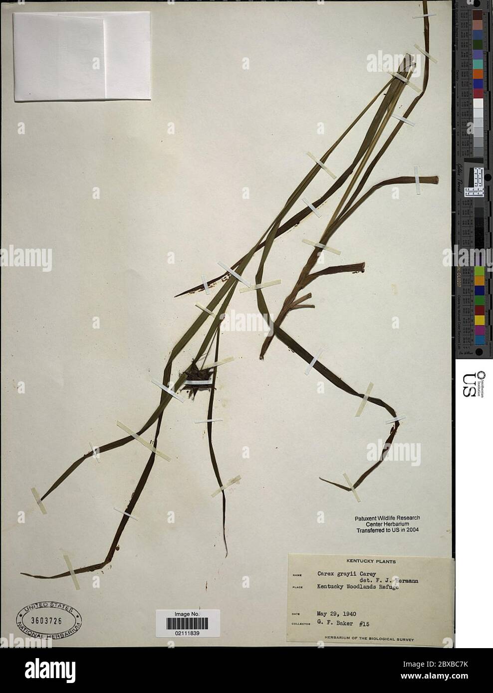 Carex greyi J Carey Carex greyi J Carey. Stockfoto