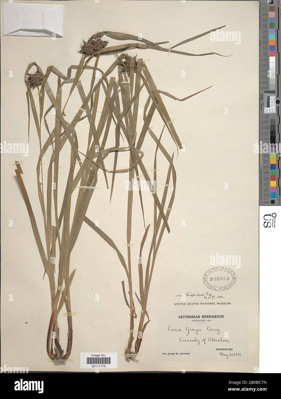 Carex greyi var hispidula A Grey ex LH Bailey Carex greyi var hispidula