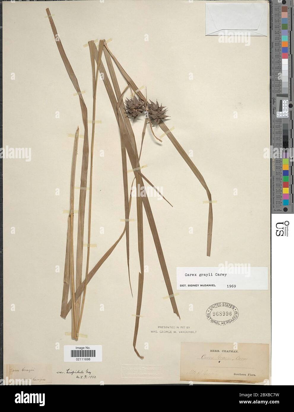 Carex greyi J Carey Carex greyi J Carey. Stockfoto