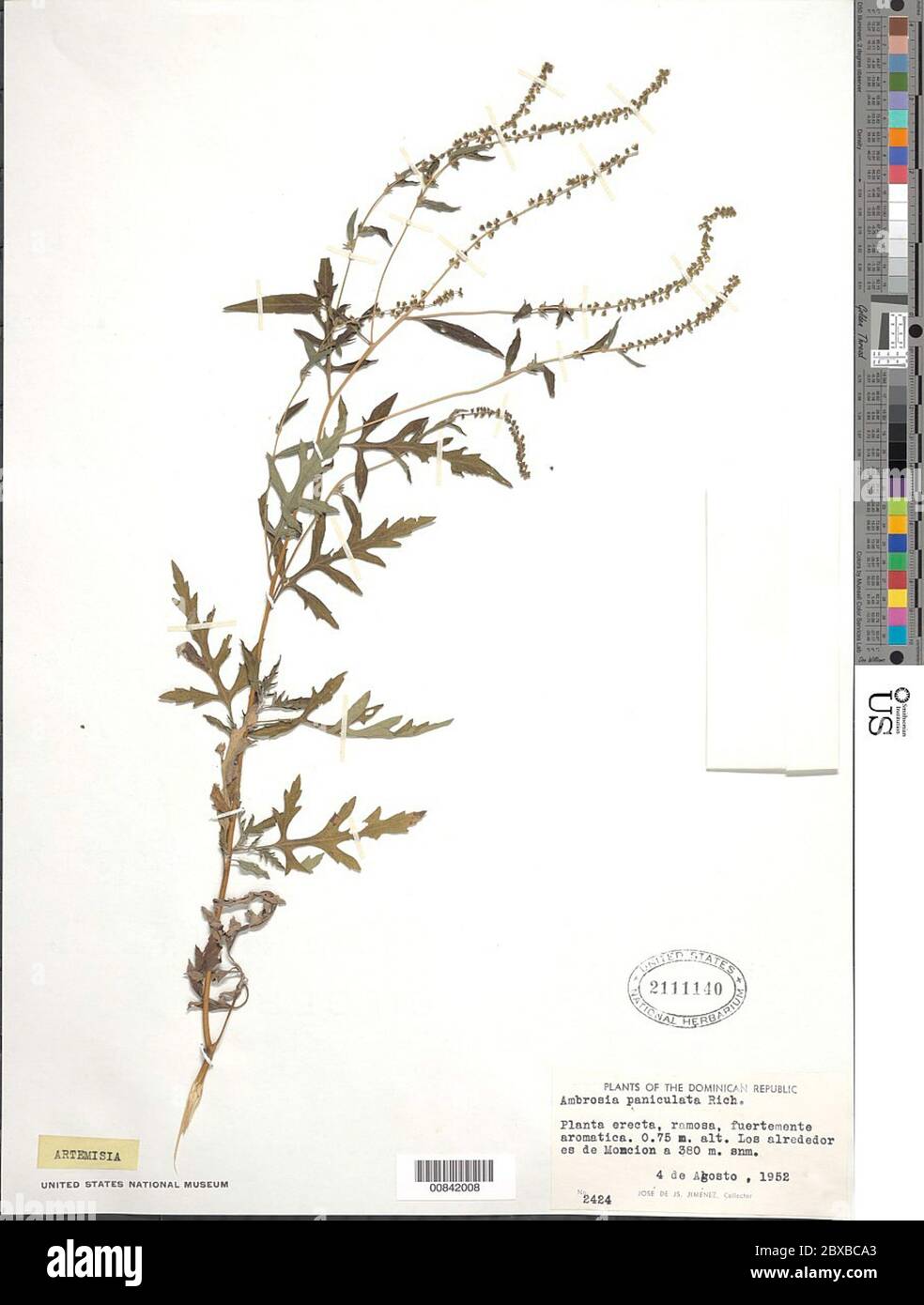 Ambrosia paniculata Michx Ambrosia paniculata Michx. Stockfoto